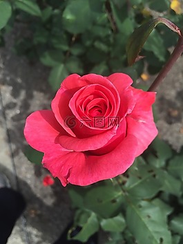 玫瑰,花園,自然