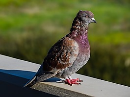 鴿子,鳥,自然