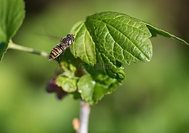 hoverfly,授粉,昆虫