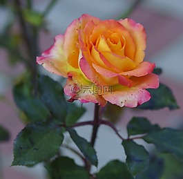 鮮花,玫瑰,花園