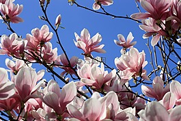 玉蘭,開花,花