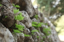 墻,葉子,石材墻