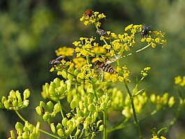 昆蟲,花,性質(zhì)