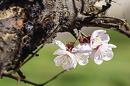春天,鮮花,杏