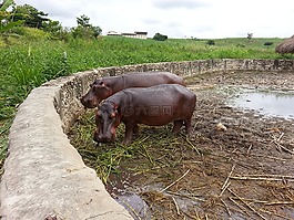 河马,哺乳动物,hippopotamidae