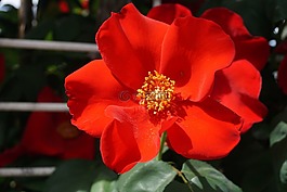 玫瑰,花園,花