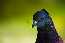鴿子,鳥,自然