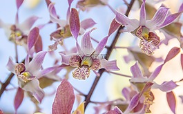 蘭花,花,粉紅色