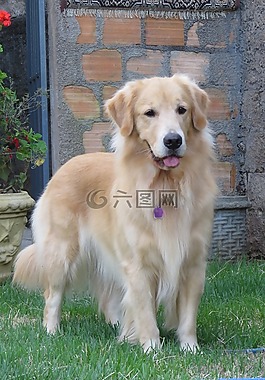 goldenretriever,狗,宠物