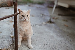 貓,動物,可愛
