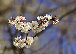 春天,杏,樹
