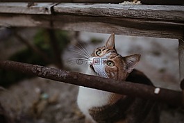貓,動物,可愛