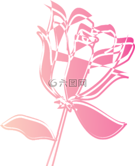 玫瑰,花,孤立