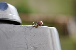 動物,蝸牛,小