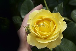 玫瑰,黃色,花園