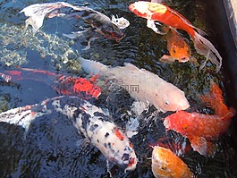 魚,水,魚群