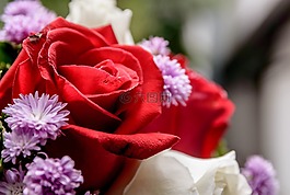 花,玫瑰,美麗