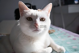 貓,白貓,床