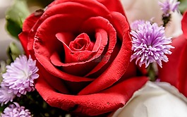 花,玫瑰,美麗