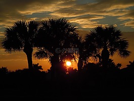 日落,樹木,太陽