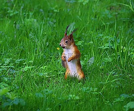 松鼠,公園,野生動物