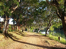 路徑,路,樹木