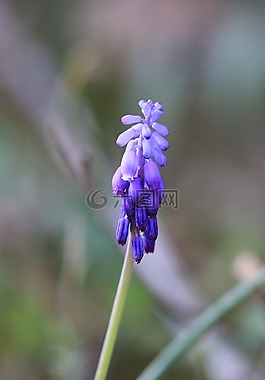 綠色,紫色,花卉