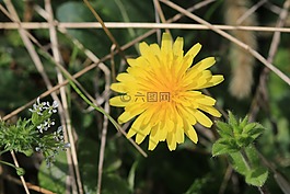 綠色,黃色,花卉