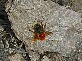 橙色蜜蜂,黃蜂,蜜蜂