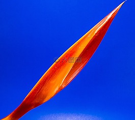 開(kāi)花,花,紅色