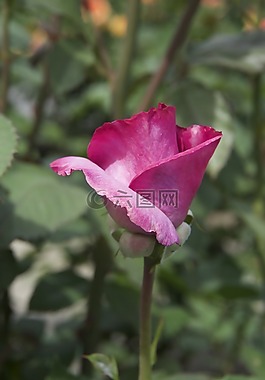 玫瑰,開花,花園
