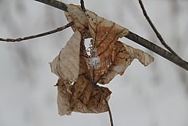 葉子,冬天,雪