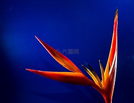 開花,花,紅色