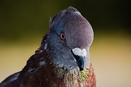 鴿子,鳥,頭