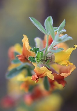 綠色,黃色,花卉