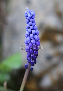 綠色,紫色,花卉