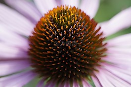 松果菊,詳細(xì),關(guān)閉