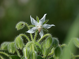 苣,琉璃苣,野生花卉
