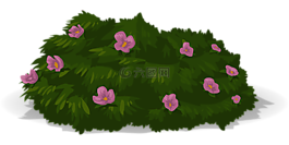 鲜花,紫色,紫罗兰色