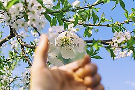 花,白,花瓣