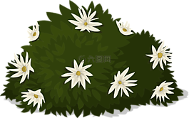 白,鲜花,植物