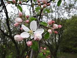 開花果樹,春,悲傷