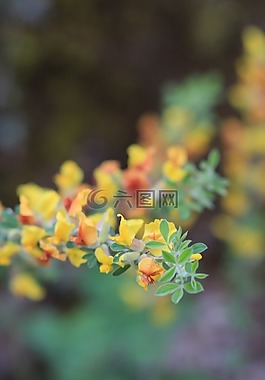 綠色,黃色,花卉
