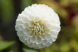 嬌琴紗,屬,球