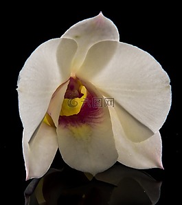 orchdee,開花,花