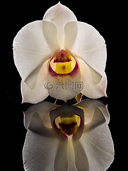 orchdee,開花,花
