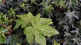 綠色的樹葉,性質(zhì),植物