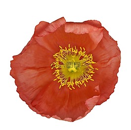 罌粟,花,雌蕊