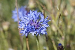 矢車菊,藍色,開花