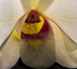 orchdee,開花,花